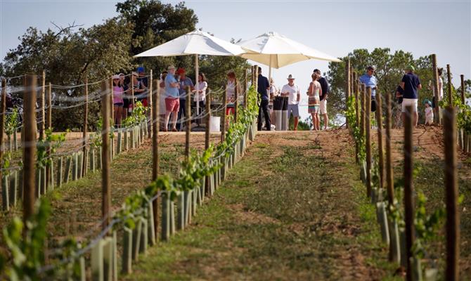 A vinicola Celler Mas Hereu, no PGA Catalunya Resort